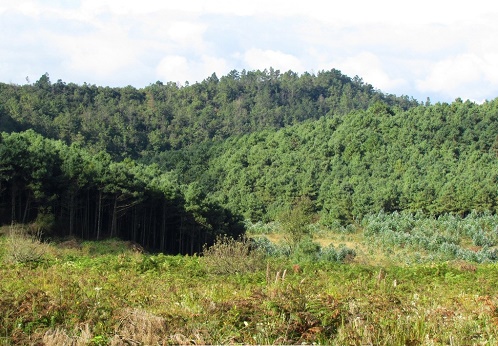 內蒙古樟子松