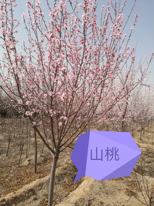 內(nèi)蒙古苗木—山桃
