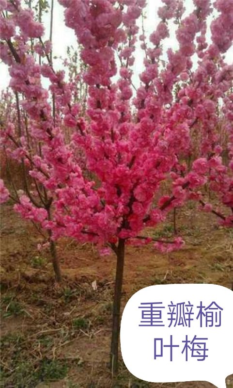 內(nèi)蒙古苗木—重瓣榆葉梅
