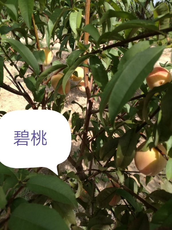 內(nèi)蒙古苗木—碧桃