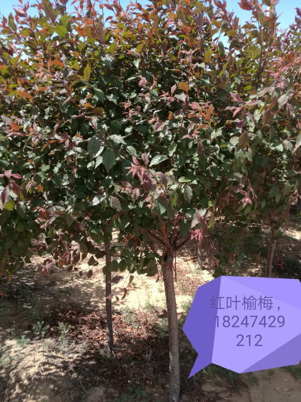 內(nèi)蒙古苗木—紅葉榆梅