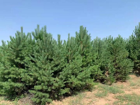 如何才能使造型油松盡早的開(kāi)花呢？